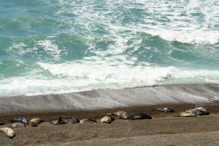 Shore Excursion Peninsula Valdes cruise passengers Puerto Madryn