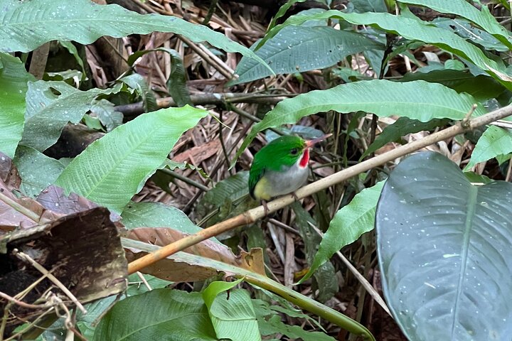 El Yunque National Forest Guided Tour with Transport