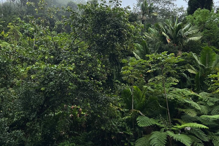 El Yunque National Forest Guided Tour with Transport