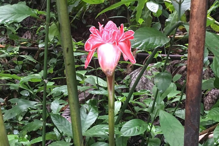 El Yunque National Forest Guided Tour with Transport