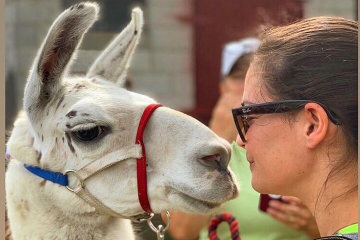 Llama/Alpaca Hike and Farm Tour