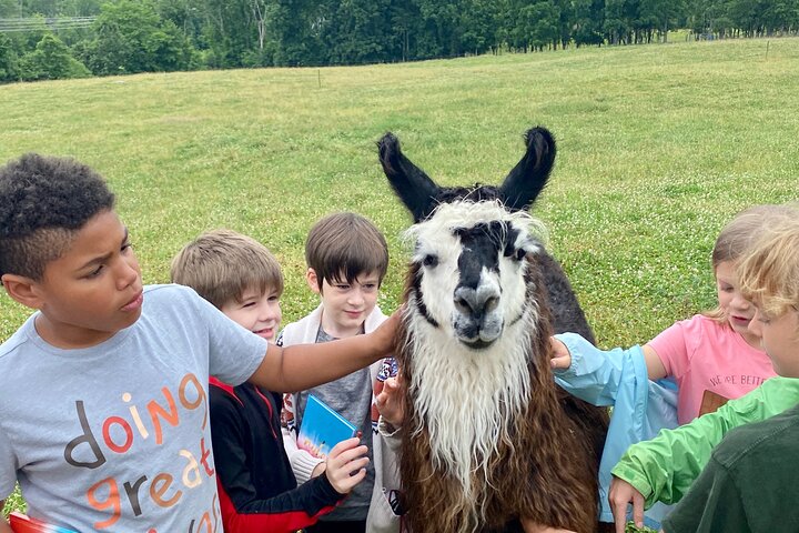 Llama/Alpaca Hike and Farm Tour