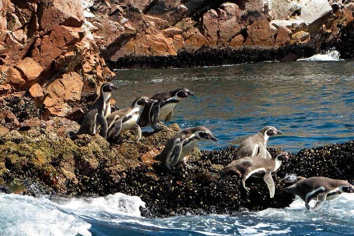 Ballestas Islands : Round Trip from Pisco Cruise Port