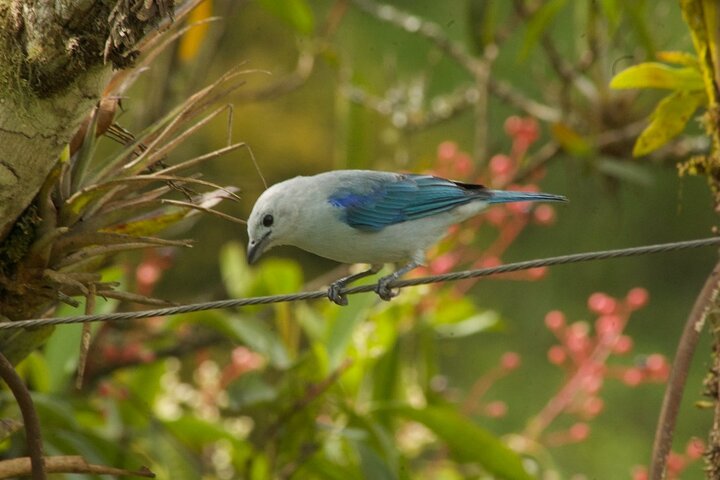 Birdwatching in Salento