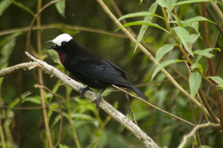 Birdwatching in Salento