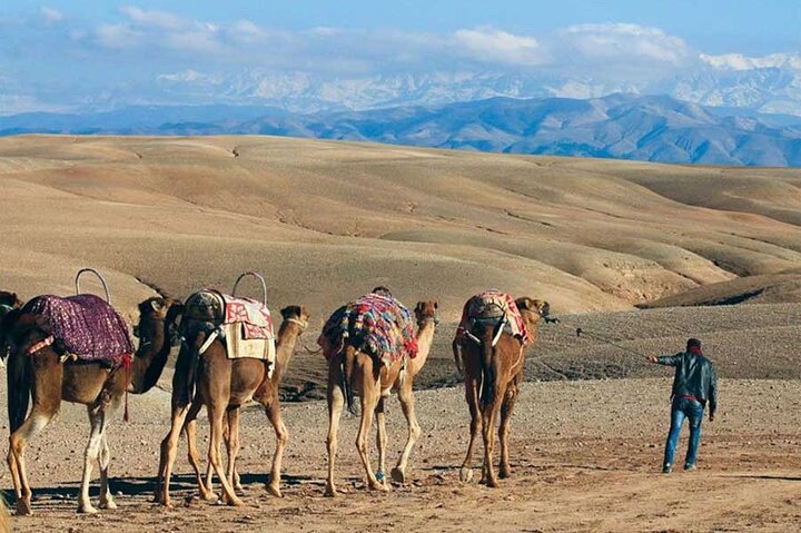 Agafay Desert - Quad camel and dinner show