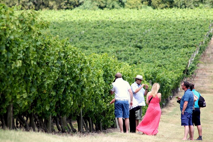 Pizzorno Winery with Lunch and Wine Tasting