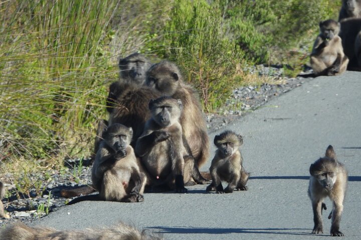 Table Mountain, Penguins & Cape Point Group Tour from Cape Town