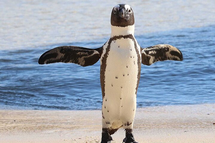 5 Day Private Luxury Garden Route Safari from Port Elizabeth