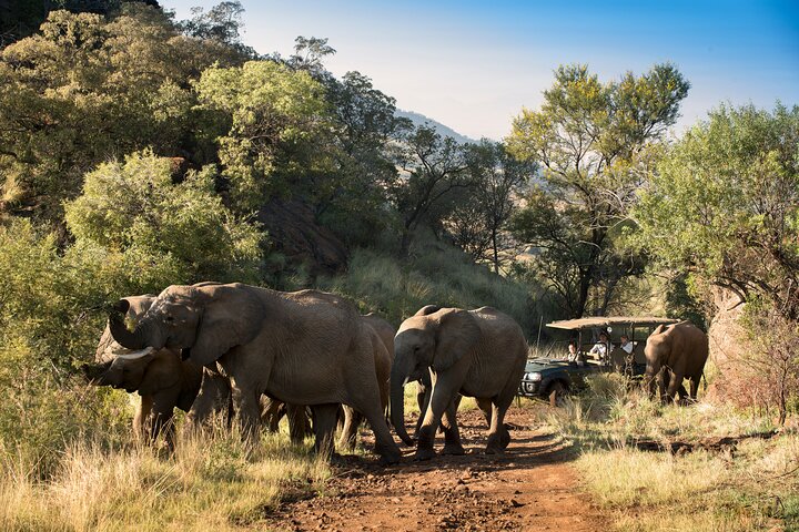Full Day Pilanesberg Safari Adventure