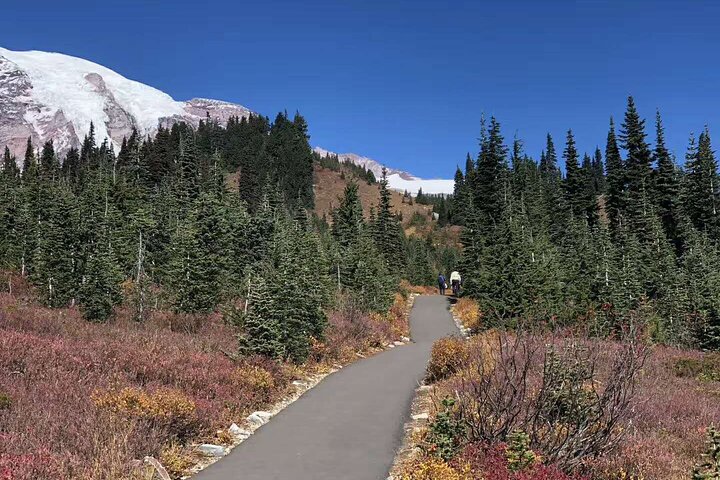 Mt. Rainier National Park Seattle 1-Day Small Group In-Depth Tour