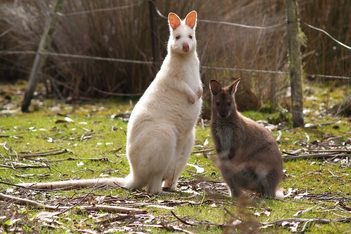 All Inclusive Bruny Island Day Tour Plus Guided Lighthouse Tour