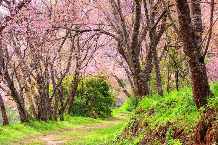 Chiang Mai - Doi Inthanon Full day Tour