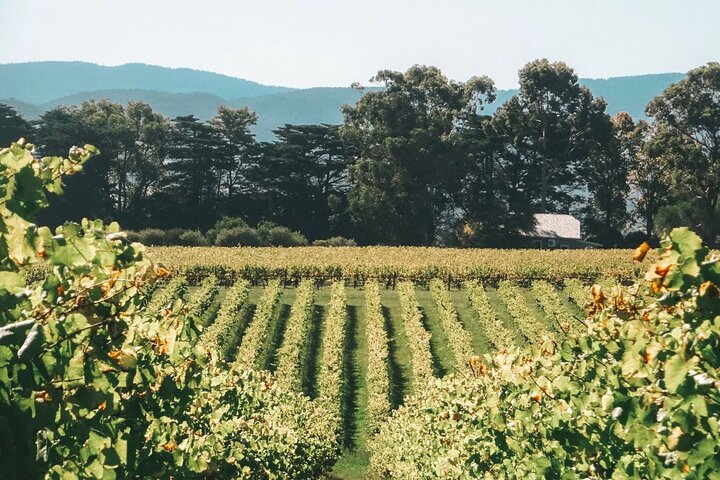 Yarra Valley luxe private tour with Champagne Brunch