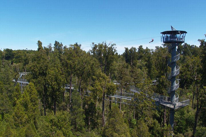West Coast Tower Zipline & Treetop Walk Combo