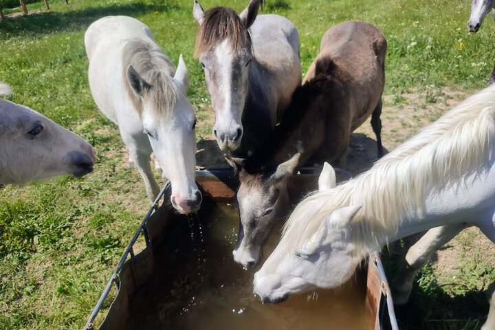 Happy tour camargue visit, ride, electric bike excursion