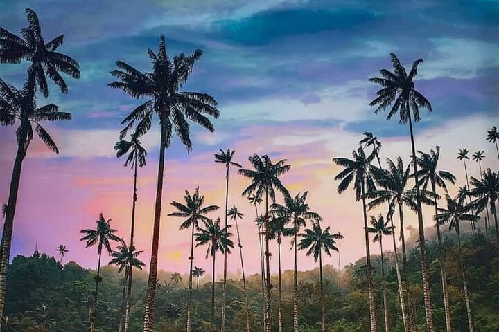 Salento, Cocora and Filandia Private Tour from Pereira or Armenia