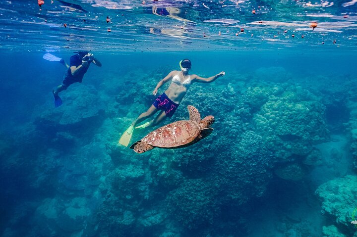 Ariki Adventures: Premium Sea Scooter Turtle Adventure