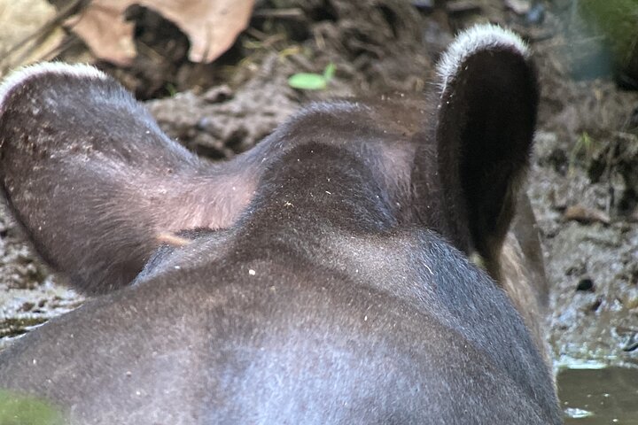 2 Days 1 Night Corcovado Jungle Adventure Sirena Ranger Station