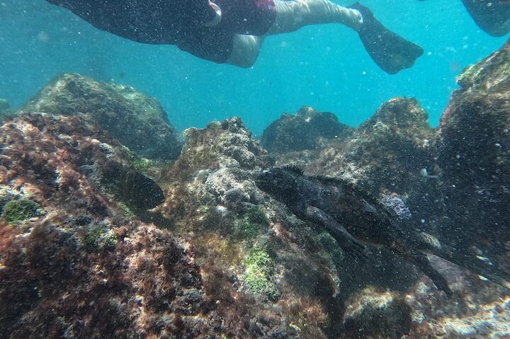 Santa Fe Island & Playa Escondida Snorkeling Day Trip