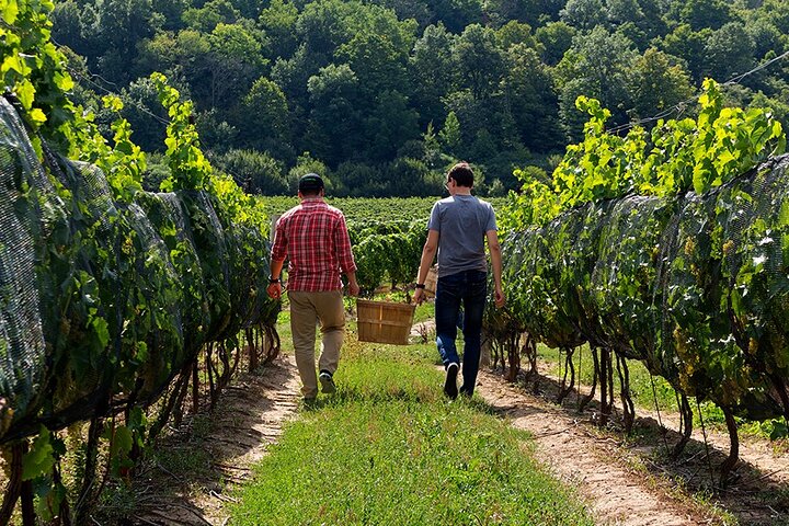 Niagara Falls Day Tour Includes Boat Cruise, Winery Stop & Lunch