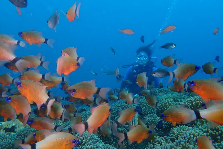 Tulamben Diving Tour Shipwreck USS Bali