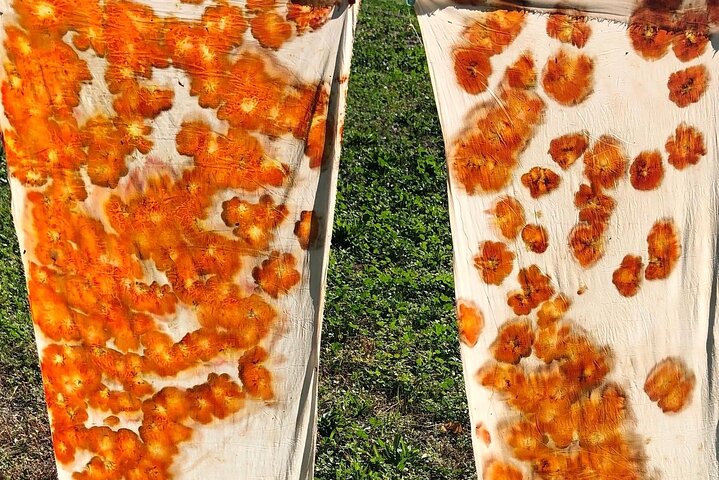 Private Introduction to plant color in Forcalquier in Provence