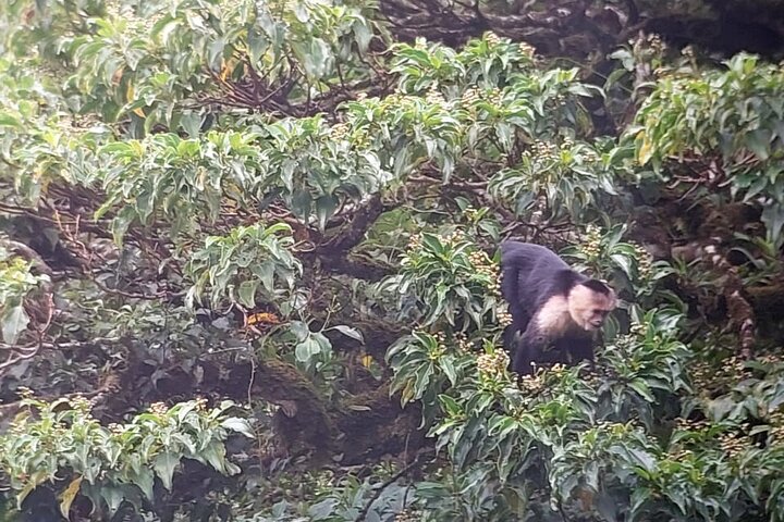 Monteverde Cloud Forest Guided Nature Walk with Expert Naturalist