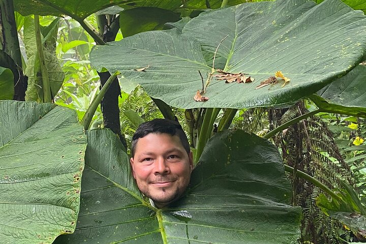 Monteverde Cloud Forest Guided Nature Walk with Expert Naturalist