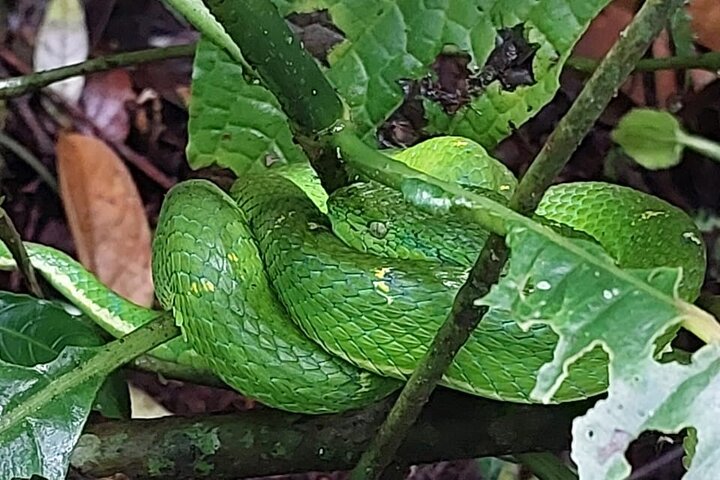 Monteverde Cloud Forest Guided Nature Walk with Expert Naturalist