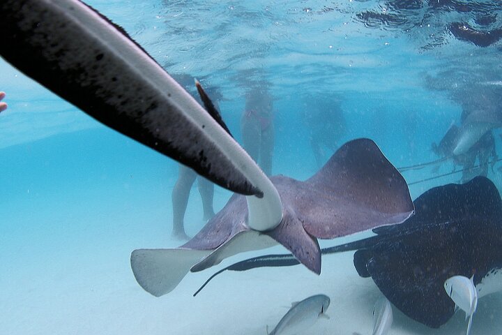 Stingray City and Starfish Experience with Coral Reef Snorkeling