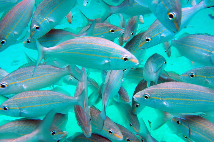Stingray City and Starfish Experience with Coral Reef Snorkeling