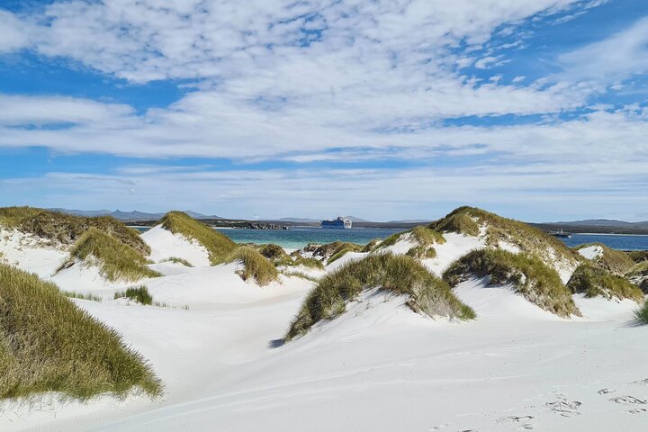 Private Coastal Gems Tour: Penguins, Scenery & Stanley
