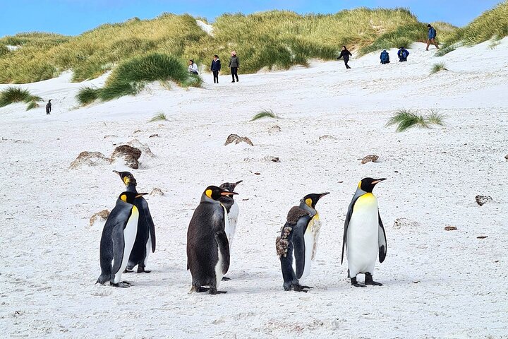 Private Coastal Gems Tour: Penguins, Scenery & Stanley