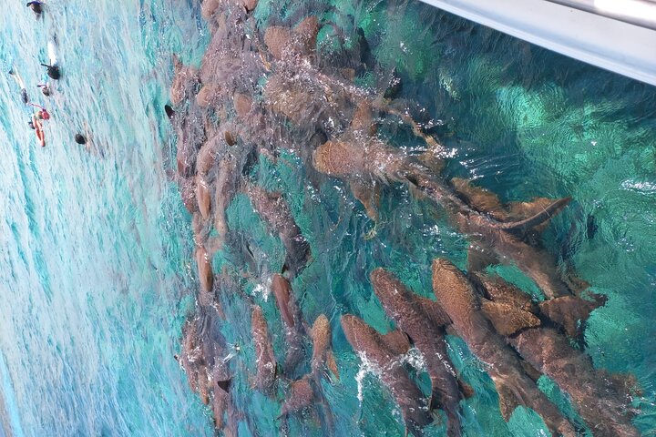 Snorkel HolChan Shark Ray Alley and Caye Caulker Manatee Spotting
