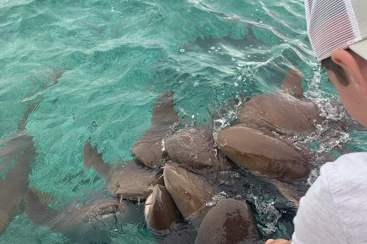 Snorkel HolChan Shark Ray Alley and Caye Caulker Manatee Spotting
