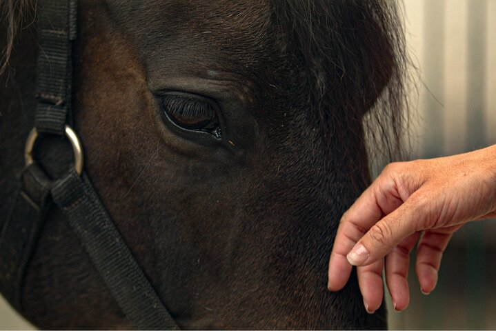 Viana do Castelo Horseback Riding Tour