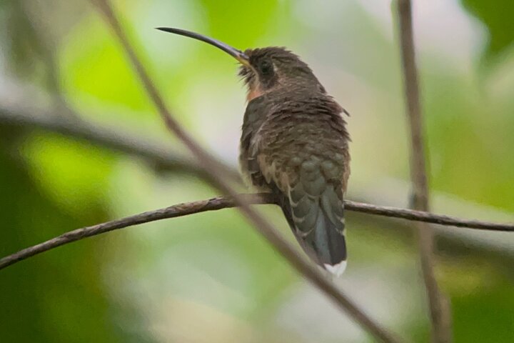 2 Days 1 Night Corcovado Jungle Adventure Sirena Ranger Station