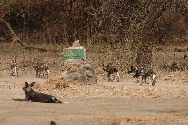 4 days / 3 Nights safari to Ruaha National park