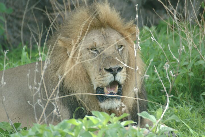 4 days / 3 Nights safari to Ruaha National park