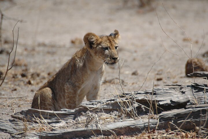 4 days / 3 Nights safari to Ruaha National park
