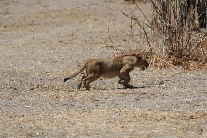 4 days / 3 Nights safari to Ruaha National park