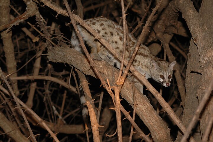 4 days / 3 Nights safari to Ruaha National park