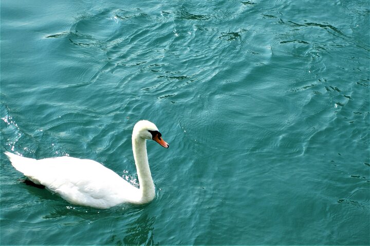 Sightseeing Cruise on Lake Geneva with Wine and Aperitif