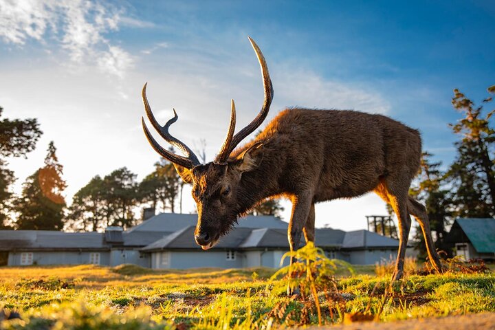Horton Plains Park & Worlds End Guided Trekking From Nuwara Eliya