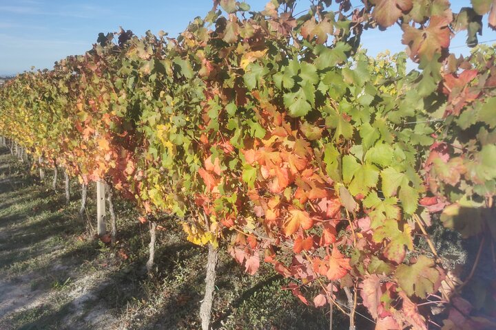 Barolo & Barbaresco Wine Experience with a Local Winemaker / Asti