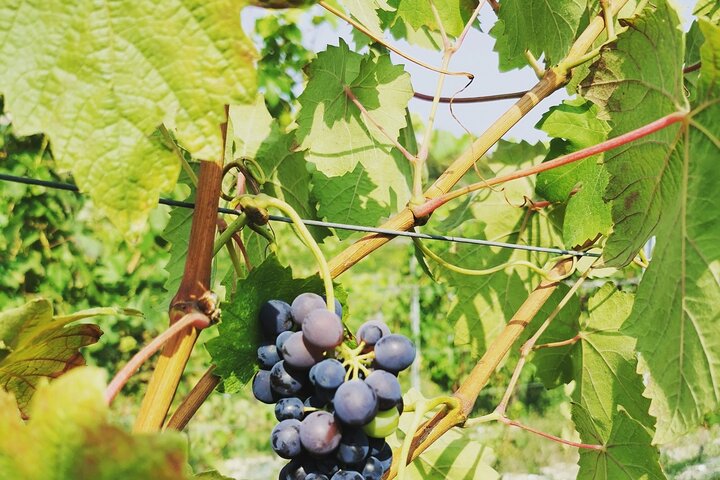 Barolo & Barbaresco Wine Experience with a Local Winemaker / Asti