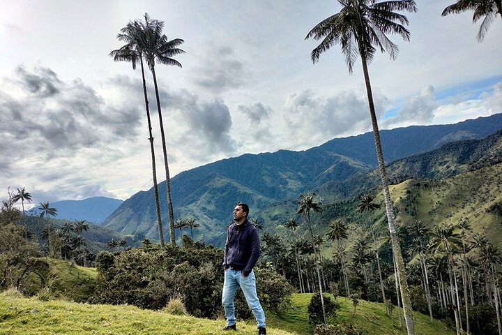 Tour La Carbonera. A large forest of Palmas de Cera