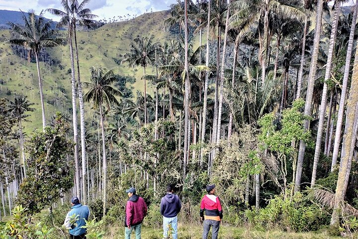 Tour La Carbonera. A large forest of Palmas de Cera