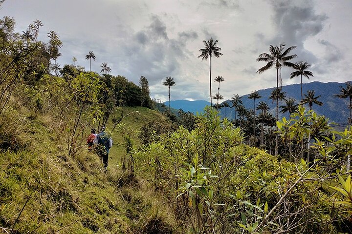 Tour La Carbonera. A large forest of Palmas de Cera